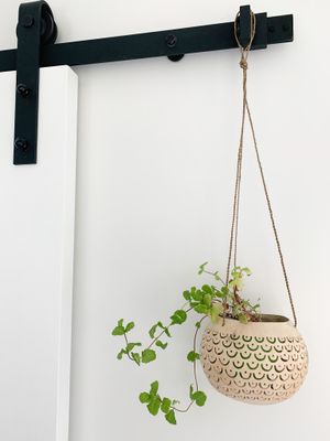 Cocotini- Coconut Plant Hanger