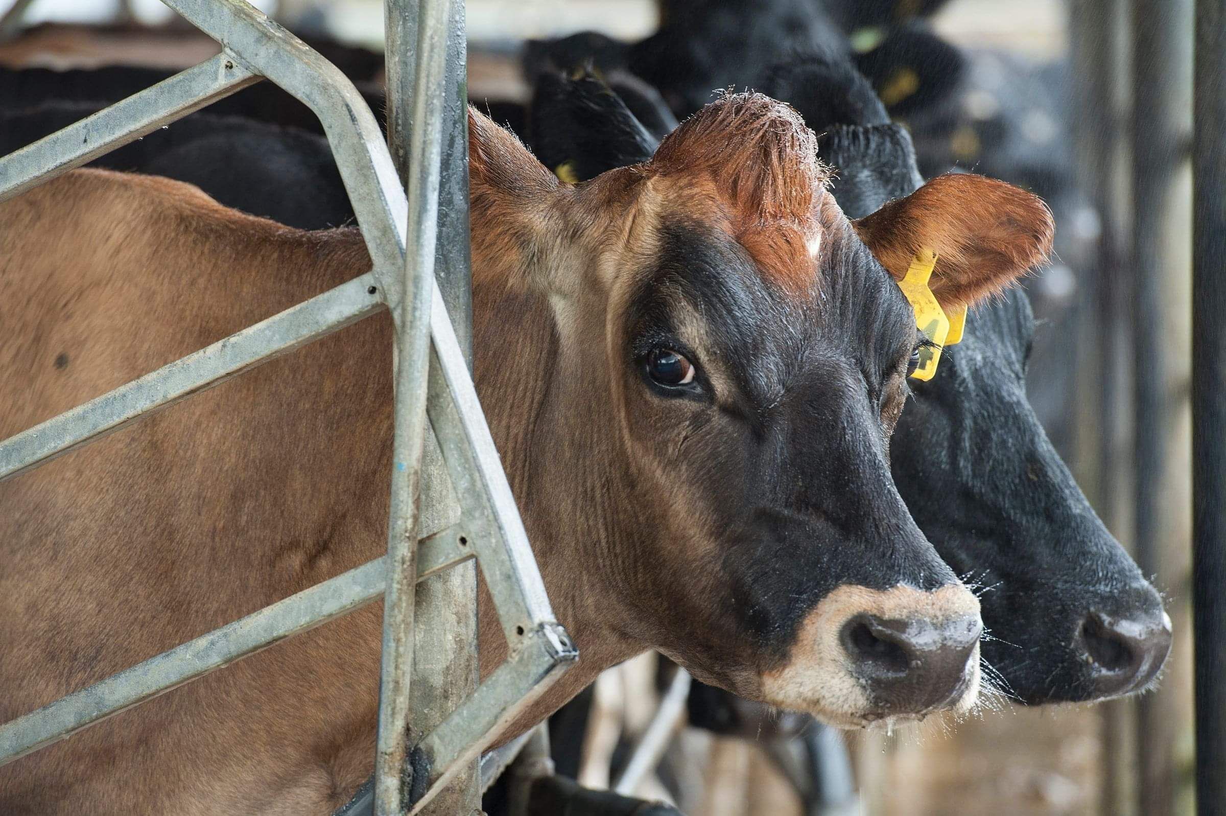 David Bay Scholarship | Hillview Trust & Lichfield Lands Inc.  | 3 Trusts Scholarships CCCNZ