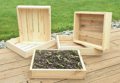 Wooden Seedling Trays