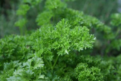 Herbs: Parsley - Moss Curled