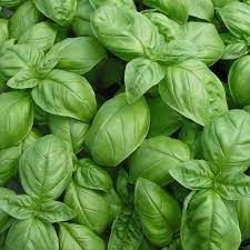 Herbs: Basil - Sweet Genovese