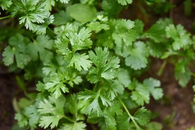 Herbs: Coriander - Pre-Order 28th October 2024