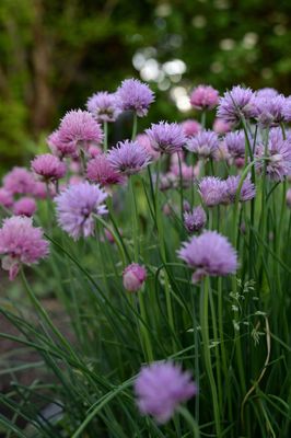 Herbs: Chives