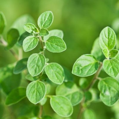 Herbs: Oregano