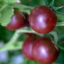 Heirloom Tomato: Black Cherry