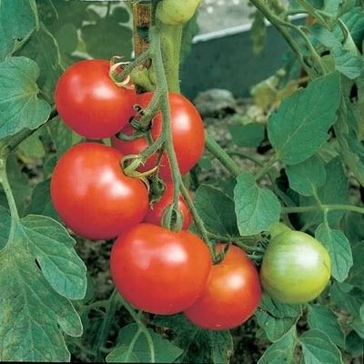 Heirloom Tomato: Money Maker