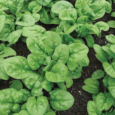 Heirloom Spinach - Bloomsdale