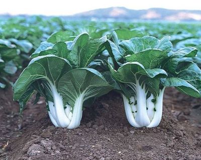 Heirloom Pak Choi - White Stems