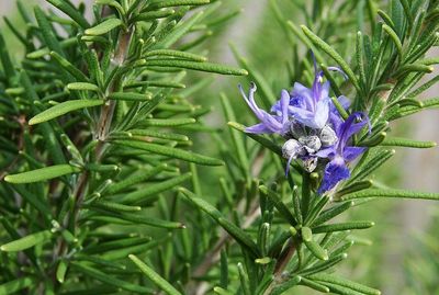 Herb: Rosemary