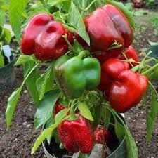 Heirloom Capsicum: Quadratto Asti Red