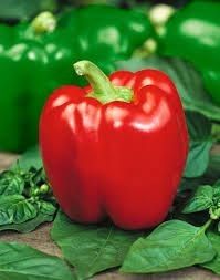 Heirloom Capsicum: California Wonder