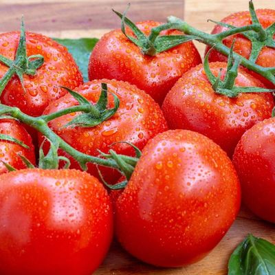 Heirloom Tomato: Gardener&#039;s Delight (Large Fruit)