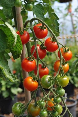 Heirloom Tomato: Gardener&#039;s Delight (Cherry / Small Fruit)