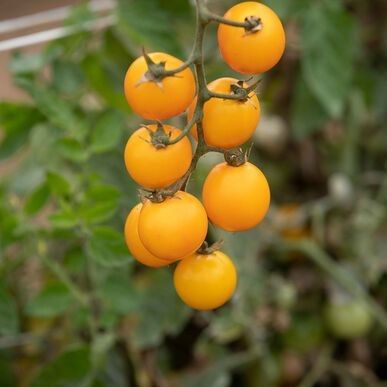 Heirloom Tomato: Gold Nugget