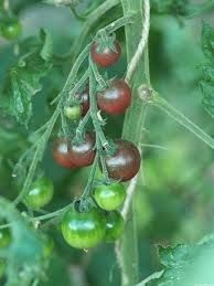 Heirloom Tomato: Rosella