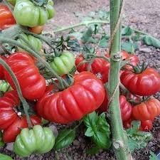 Heirloom Tomato: Costoluto Fiorentino