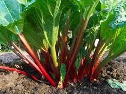 Fruit: Rhubarb - Cherry Red (Pre-order for 28th October 2024))