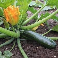 Heirloom Zucchini: Black Beauty