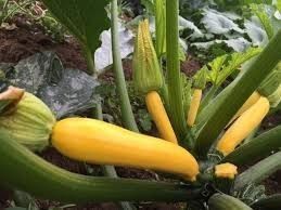 Organic Zucchini: Gold Rush F1