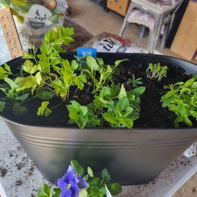 Herb Container Garden: Made to order