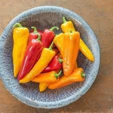 Capsicum: Cornito Mix F1