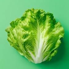 Heirloom Lettuce: Iceberg