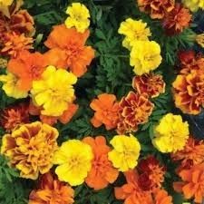 Flowers: Marigold Mix