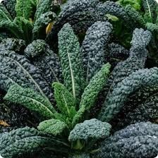 Heirloom Kale: Tuscan Black