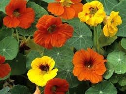 Flowers: Nasturtium