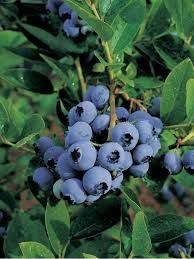 Blueberry Powder Blue - Pre order