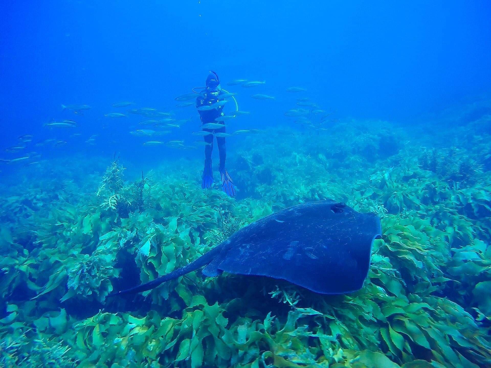 Incredible underwater sea life