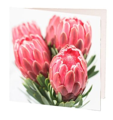 Pink Proteas Gift Card
