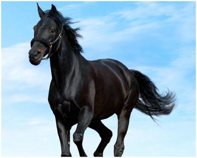 Plaque Black Horse