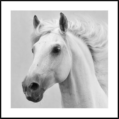 Frame/Plaque White Horses