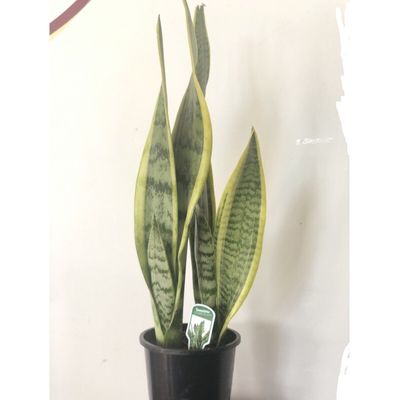 Sansevieria - Mother in law&#039;s tongue