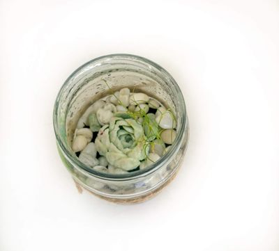 Succulent in a jar
