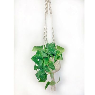 Satin Pothos