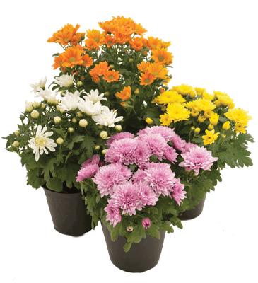Chrysanthemum in pots - assorted colours