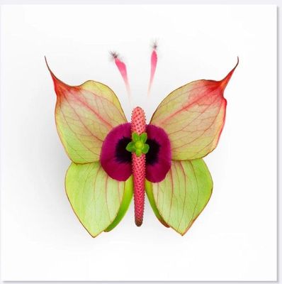 Greeting Card - Anthurium Butterfly