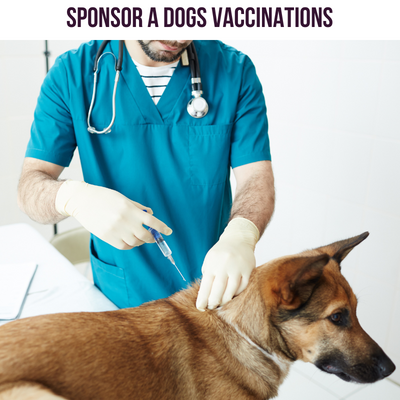 Sponsor a Dogs Vaccination