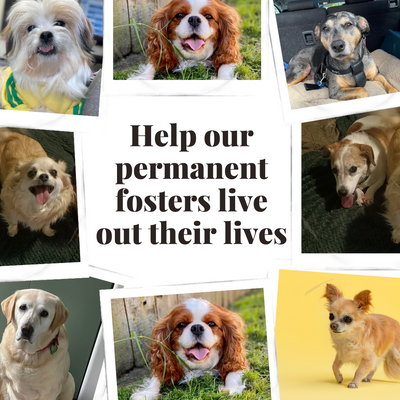 Help our Permanent Fosters out