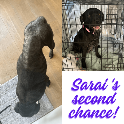 Sarai&#039;s Second Chance