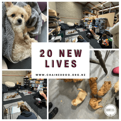 20 New Lives Need Your Help