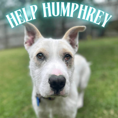 Donate to Humphreys cherry eye surgery