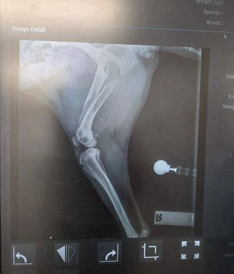 ​Lacy&rsquo;s Surgery Fund &ndash; $2,500 Goal