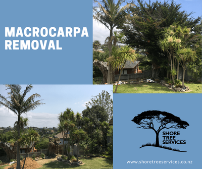 Arborist North Shore Gallery | Shore Tree Services