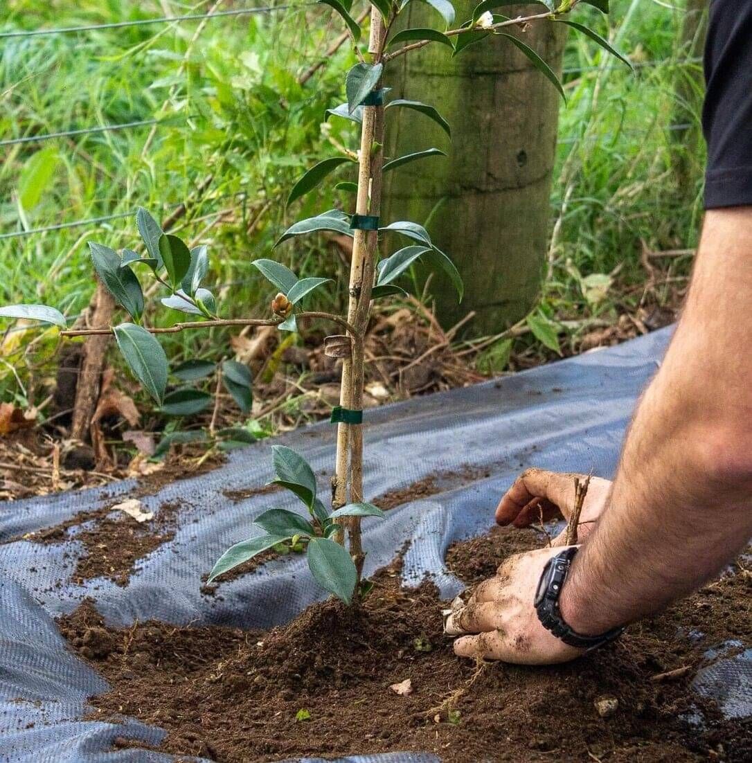 Arborist planting a tree