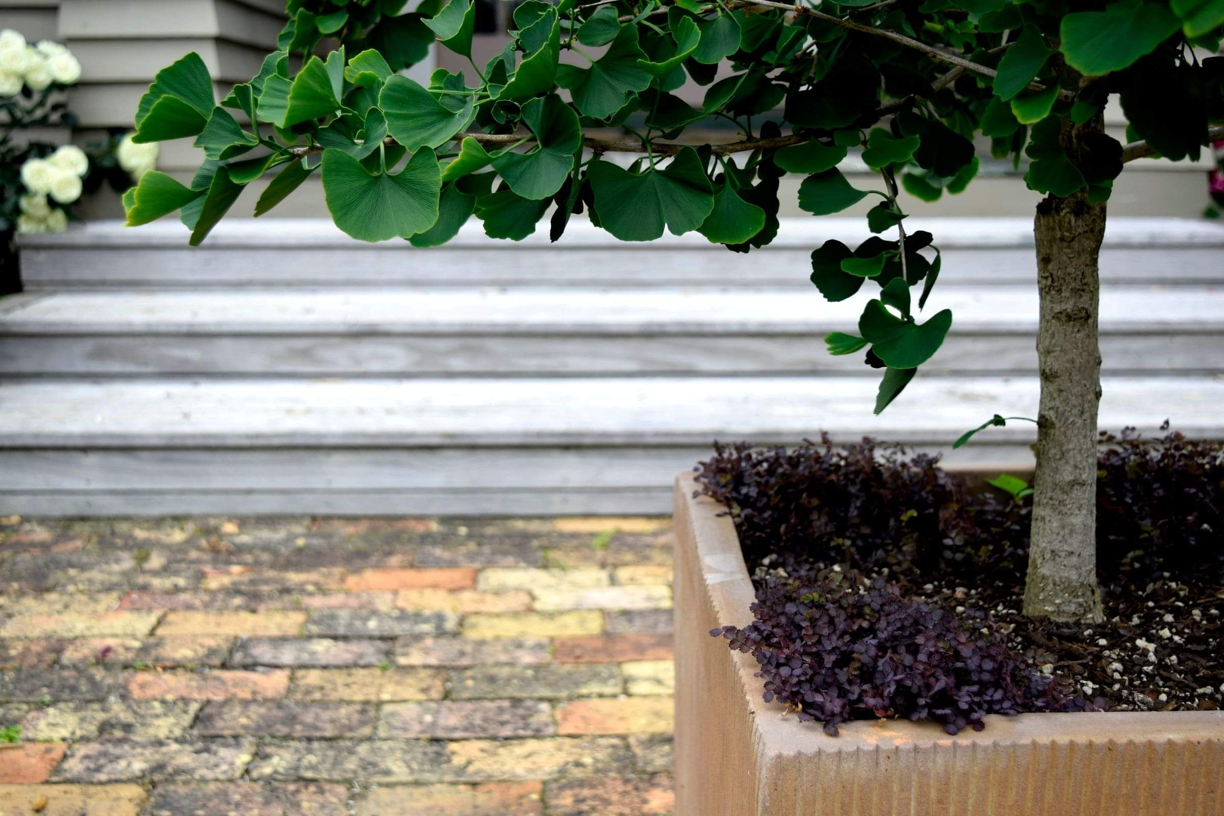 gingko tree in pot