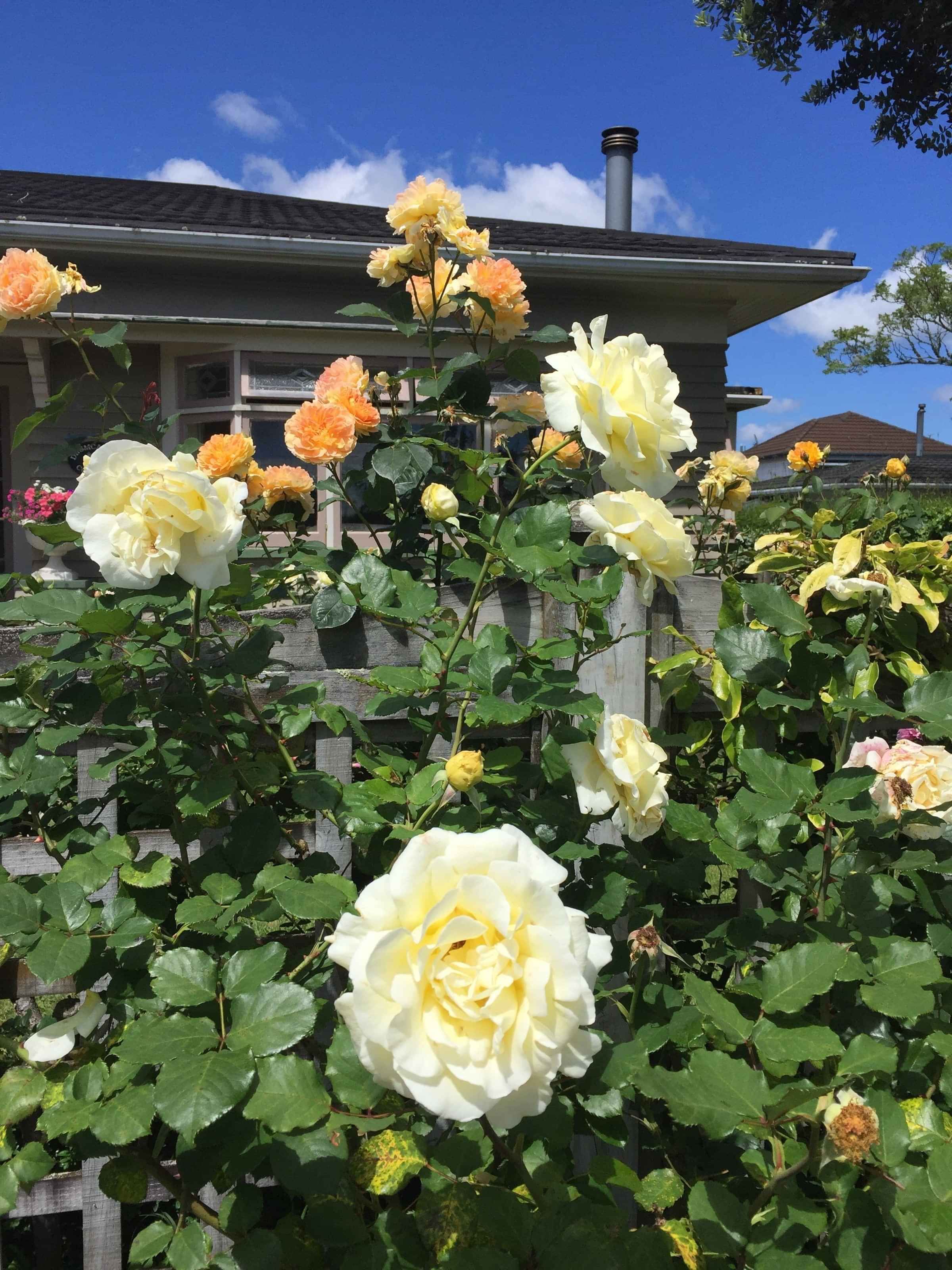 yellow rose garden