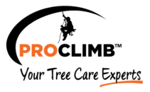 arborist in auckland